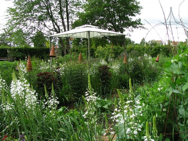 Schokoladendost – Eupatorium rugosum ´Chocolate`